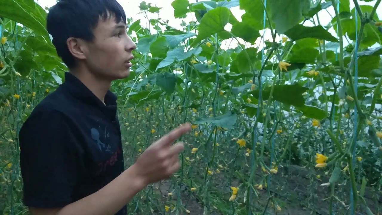 #Бодрин #дехконслик Бодринг    14 Кун ичида 724 кг уздик