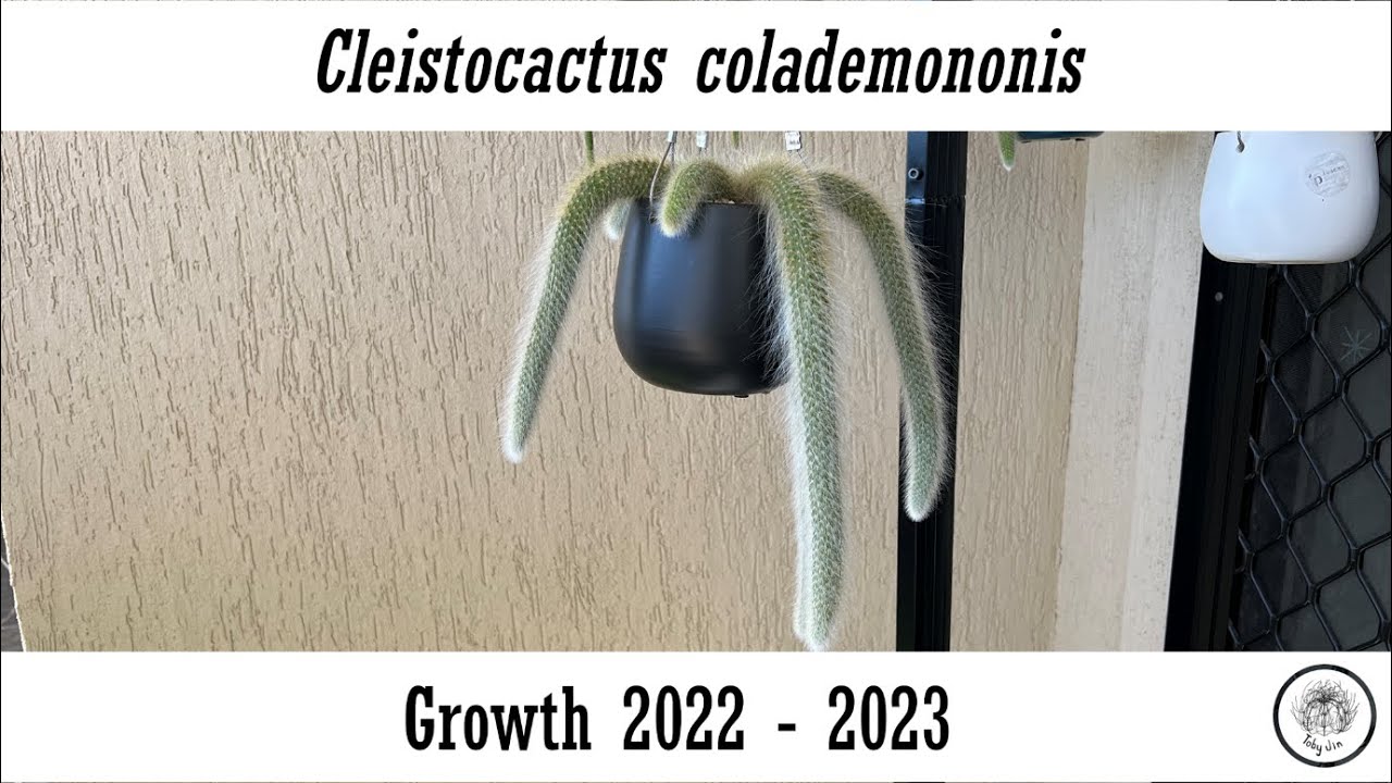 Cleistocactus colademononis (Monkey's Tail) Growth 2022 - 2023