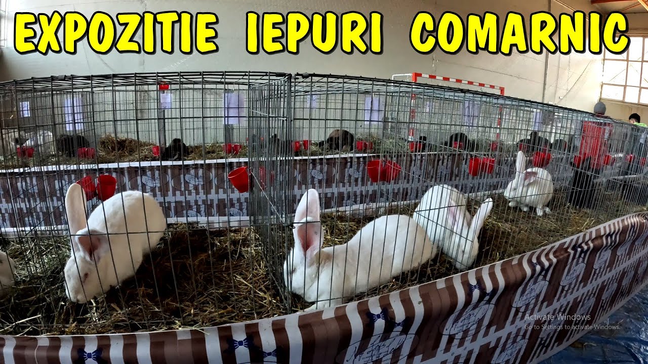 Viața la țară Rex pitic - Urias German - Berbec German - Iepuri de rasă la expoziția Comarnic 2025