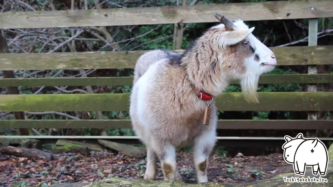 笑ってるように見えるヤギのひかり 2022年12月10日 Goat Farm 手作りヤギ牧場　吉がけ牧場