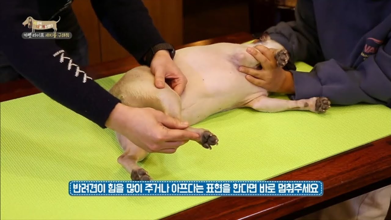 [세나개] 이 마사지가 슬개골 탈구에 그렇게 좋다는데