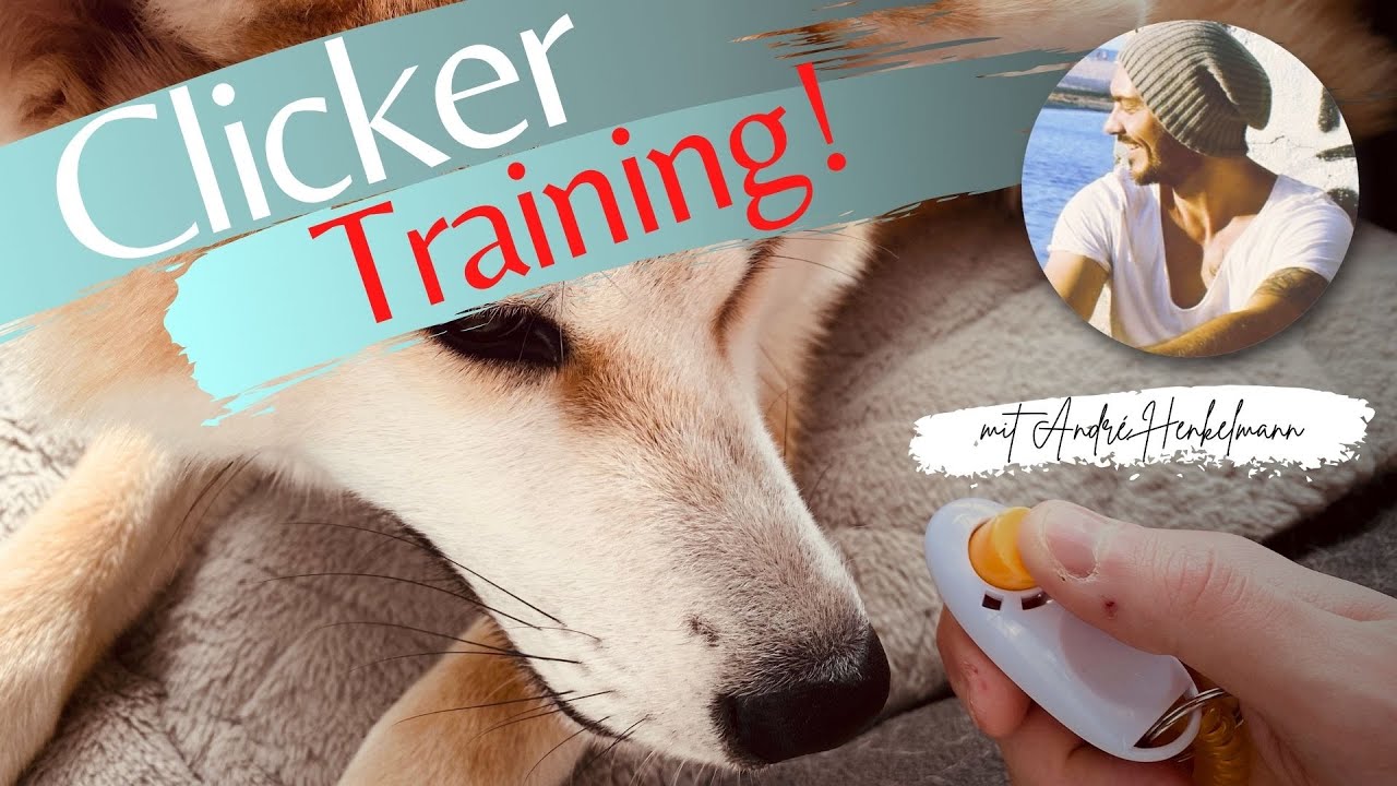 Clickertraining für Anfänger! Profi-Tipps/Hundeerziehung!