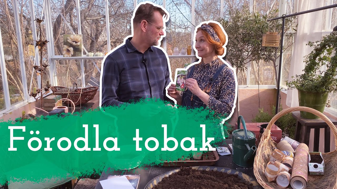 Så förodlar du tobak