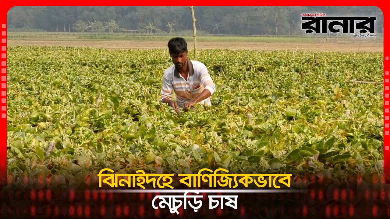 ঝিনাইদহে বাণিজ্যিকভাবে মেচুড়ি চাষ । Dainik Runner