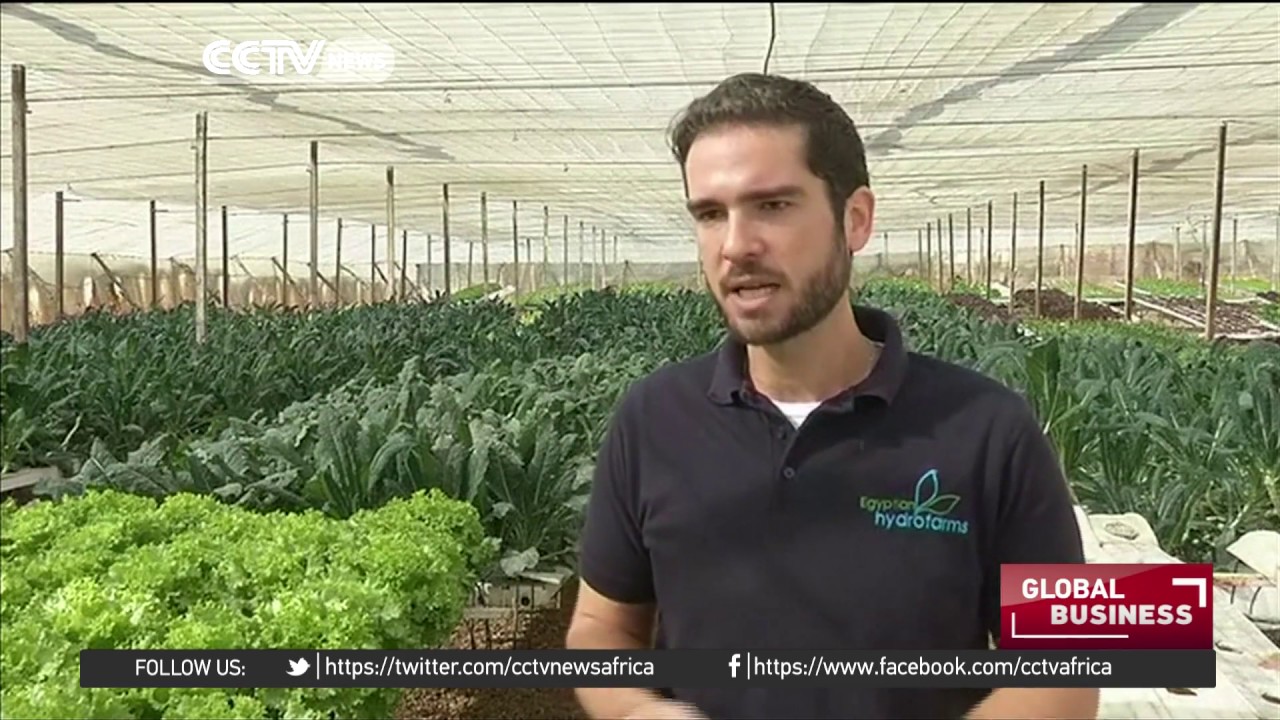 Hydroponic farming gaining traction in Cairo