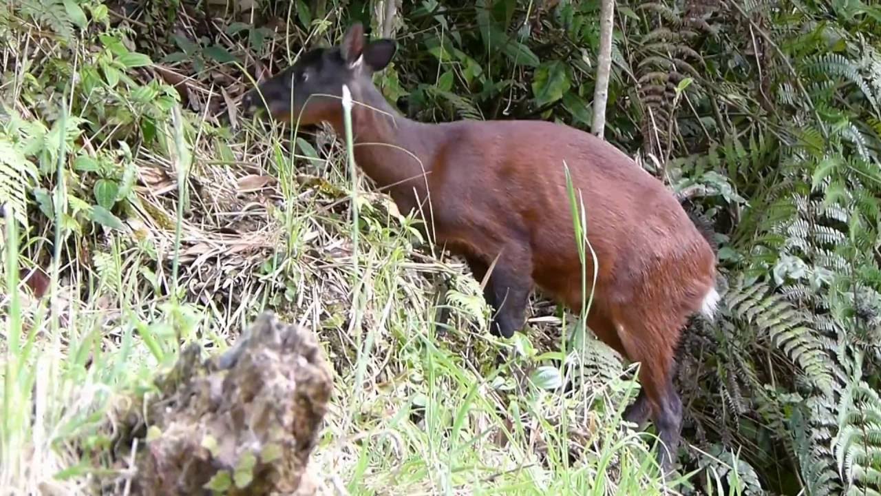 Mazama rufina, Central Andes Colombiana
