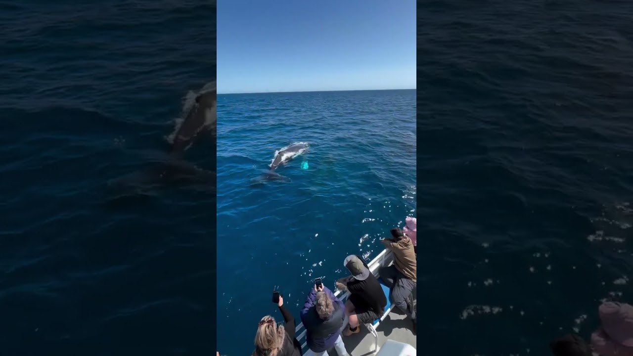 Whale Watching Tour with All Sea Charters In Geographe Bay Busselton, Western Australia