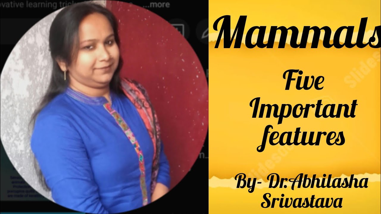 Mammals Important features#class Mammalia