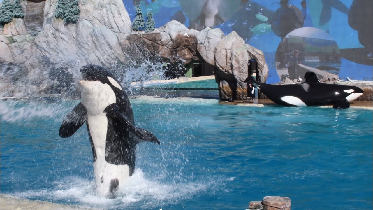 Orca Encounter (Full Show) at SeaWorld San Diego January 30, 2026 at 12:00 PM