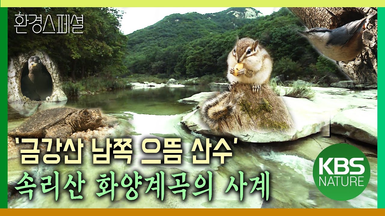 ‘금강산 남쪽 으뜸 산수’ 속리산 화양계곡의 사계 [환경스페셜-화양계곡 봄·여름·가을·겨울] / KBS 20040225 방송