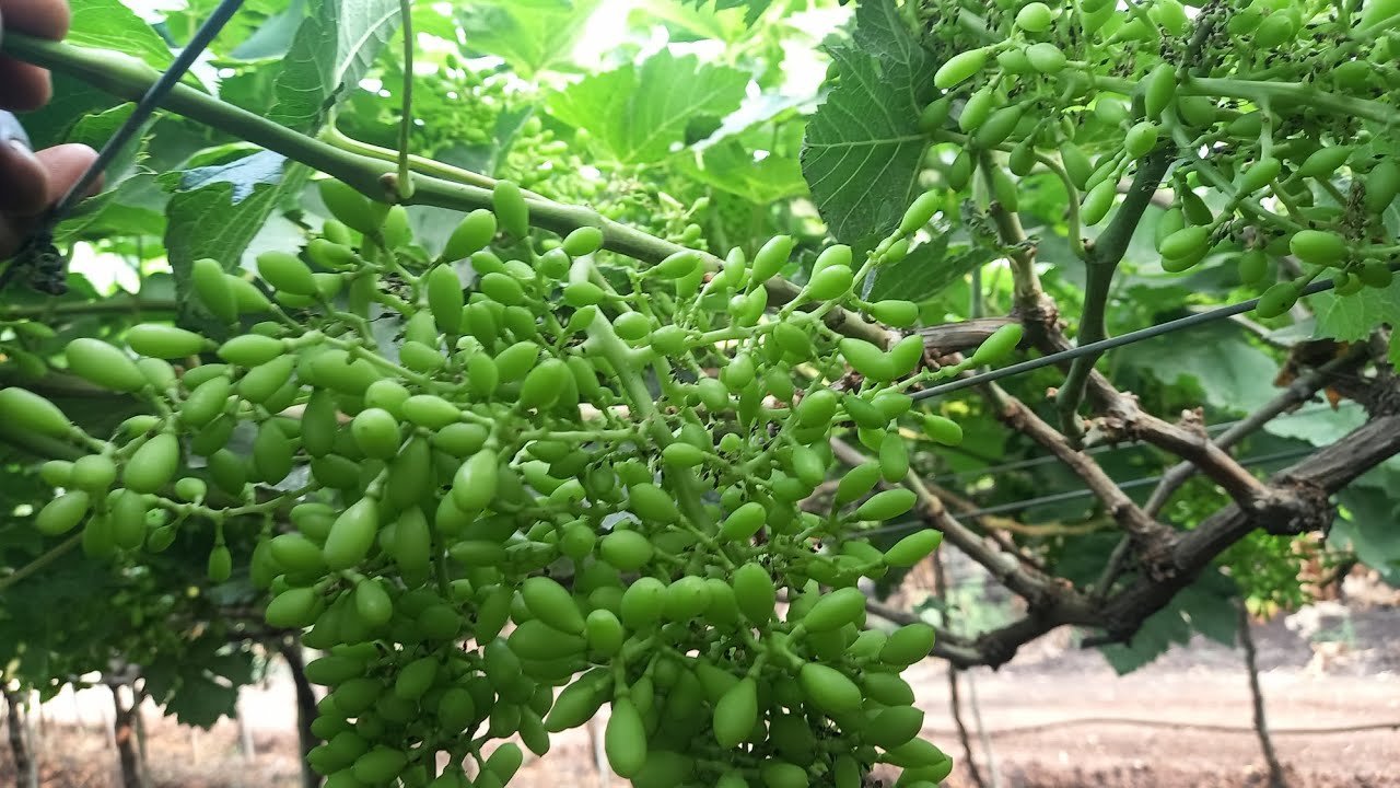 DRIP Irrigation in Grapes 🍇 |Clone 2A variety 52nd day plot