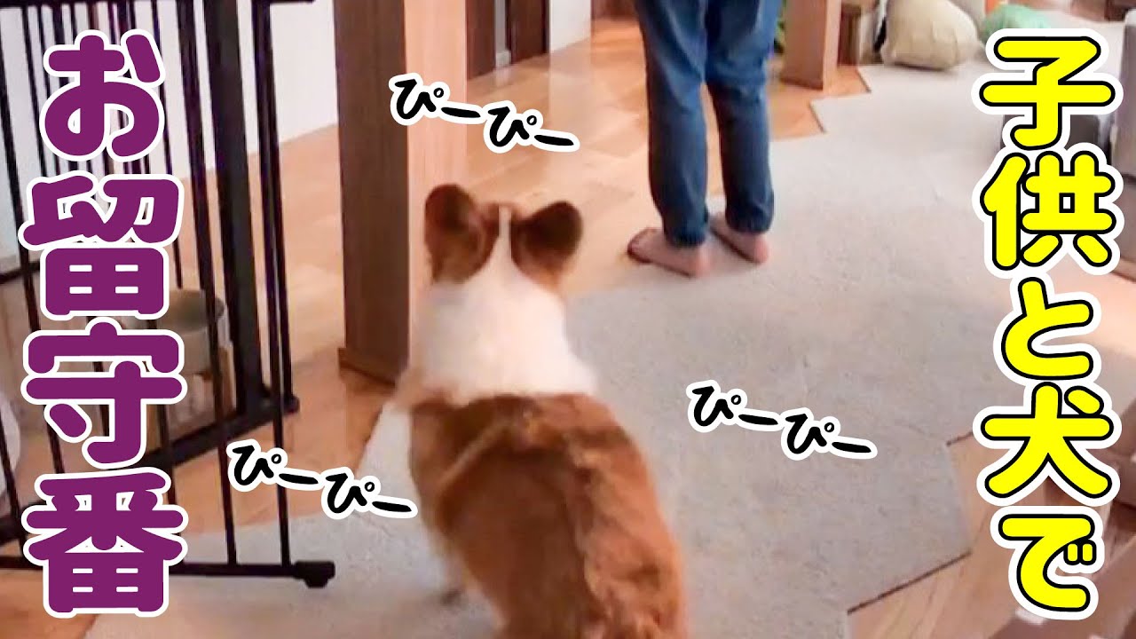 【お留守番】寂しくてぴーぴー鳴いちゃうコーギー