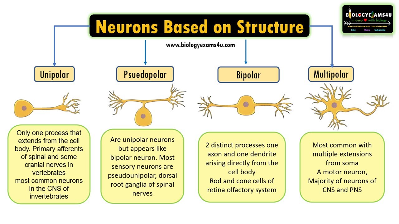 Neuron based on Structure|| Unipolar, Psuedounipolar, bipolar multipolar neuron Structure & Function