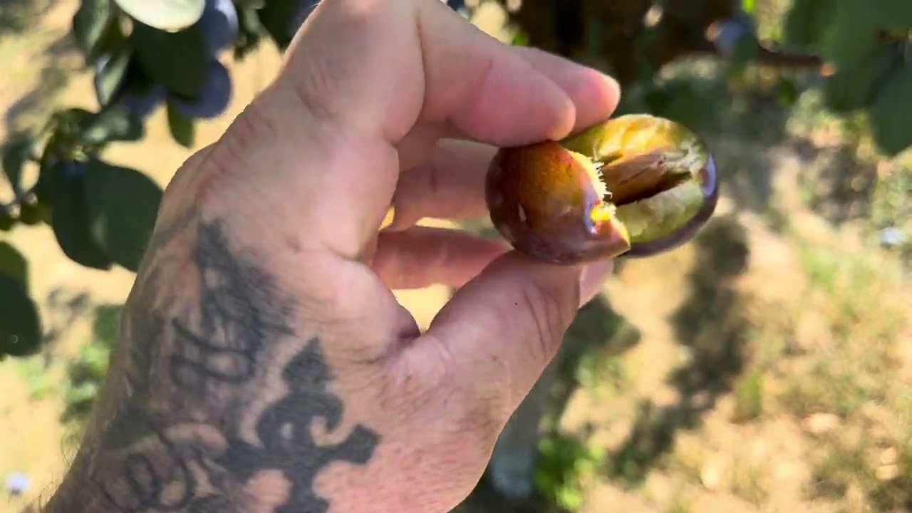 Cacanska Lepotica la prezentare!