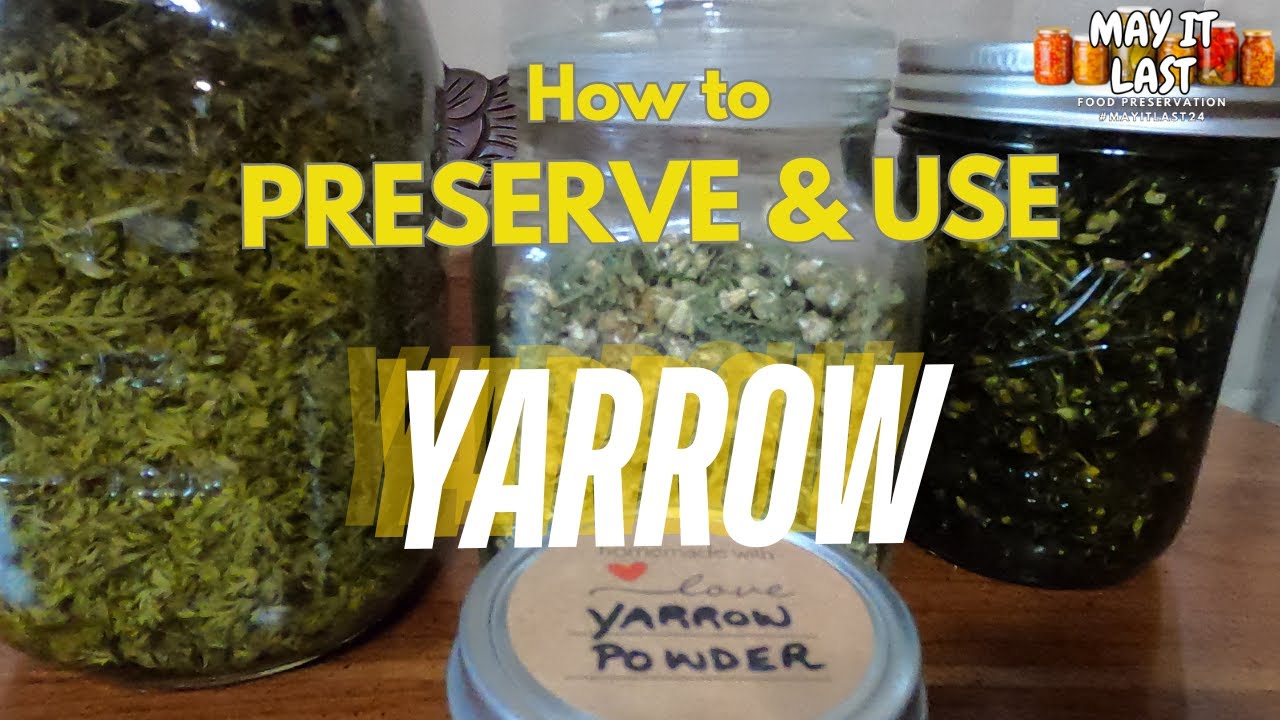 YARROW Benefits, How to Preserve & How to Use // Achillea Millefolium #herbal Medicine #MayItLast24