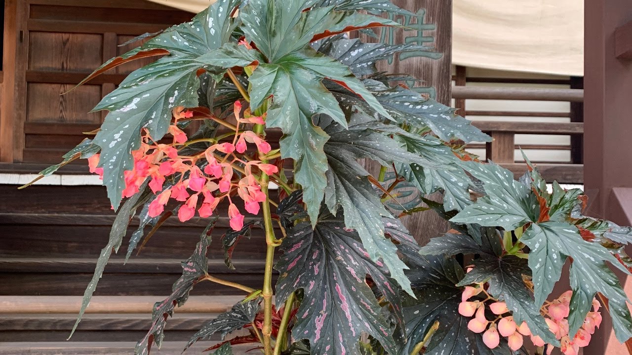 2023年　第6回　日々コレッツBegonia「Grade グランサイズはお好き？」