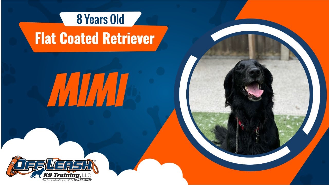 Best Flat Coated Retriever Dog Training | Mimi | Dog Training in London