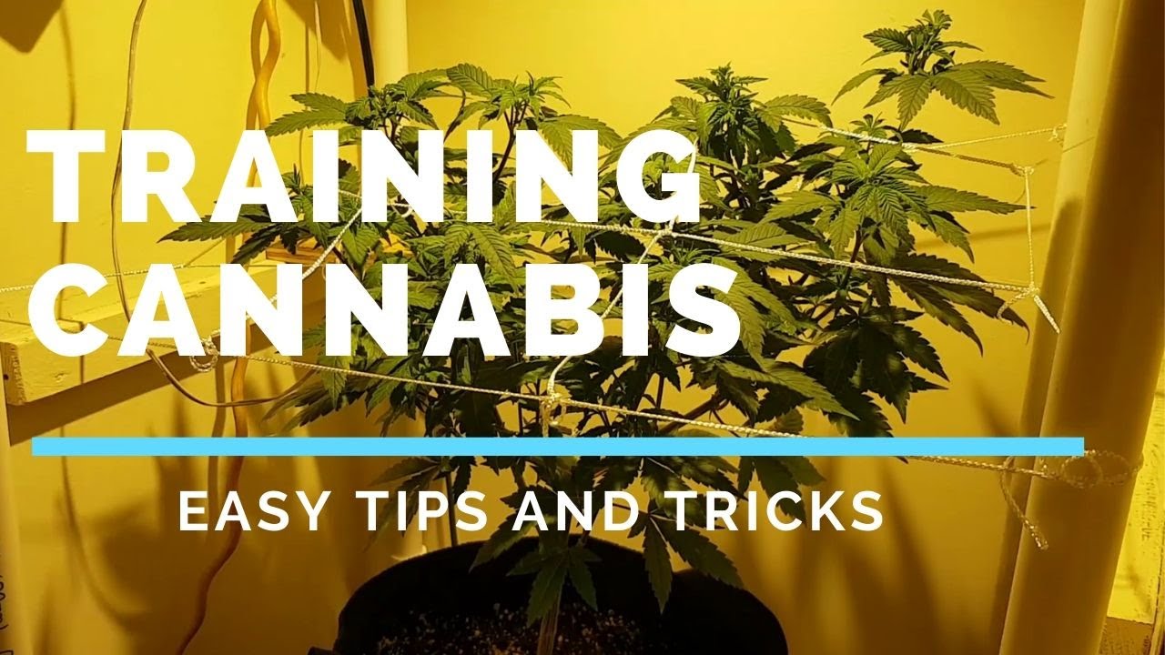 Training Cannabis in a Trellis low stress training for beginners Share this video