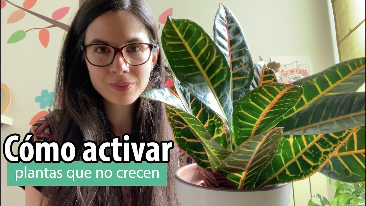 Cómo estimular plantas que no crecen: consejos para activar plantas 