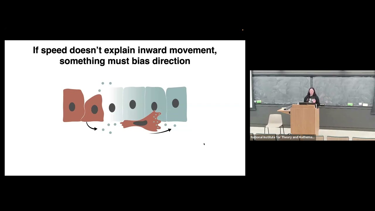 How do human mesoderm cells learn where to go during gastrulation? | Amanda Johnson