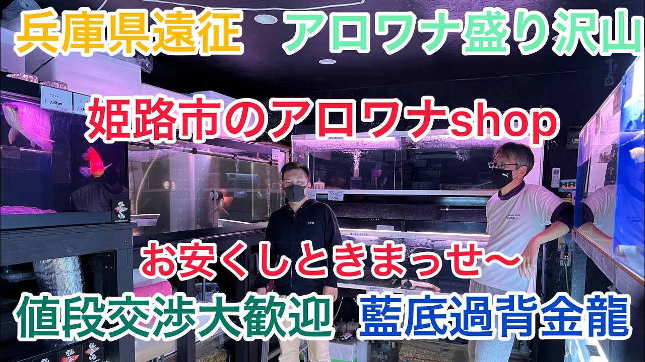 姫路のアジアアロワナshop 龍魚魂さんにお邪魔致しました！