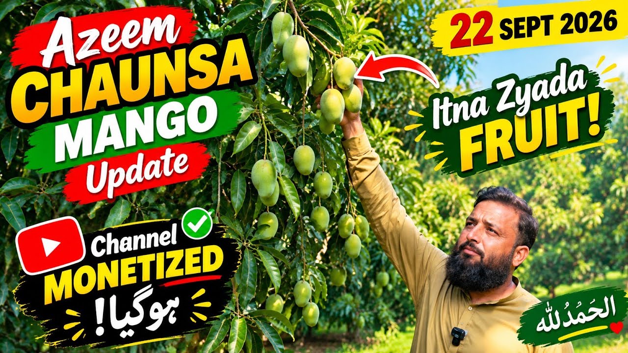 Azeem Chaunsa Mango Update | 22 September 2026 🥭🌿 | Itna Zyada Fruit! 😍 | Channel Monetized 🎉 @mango