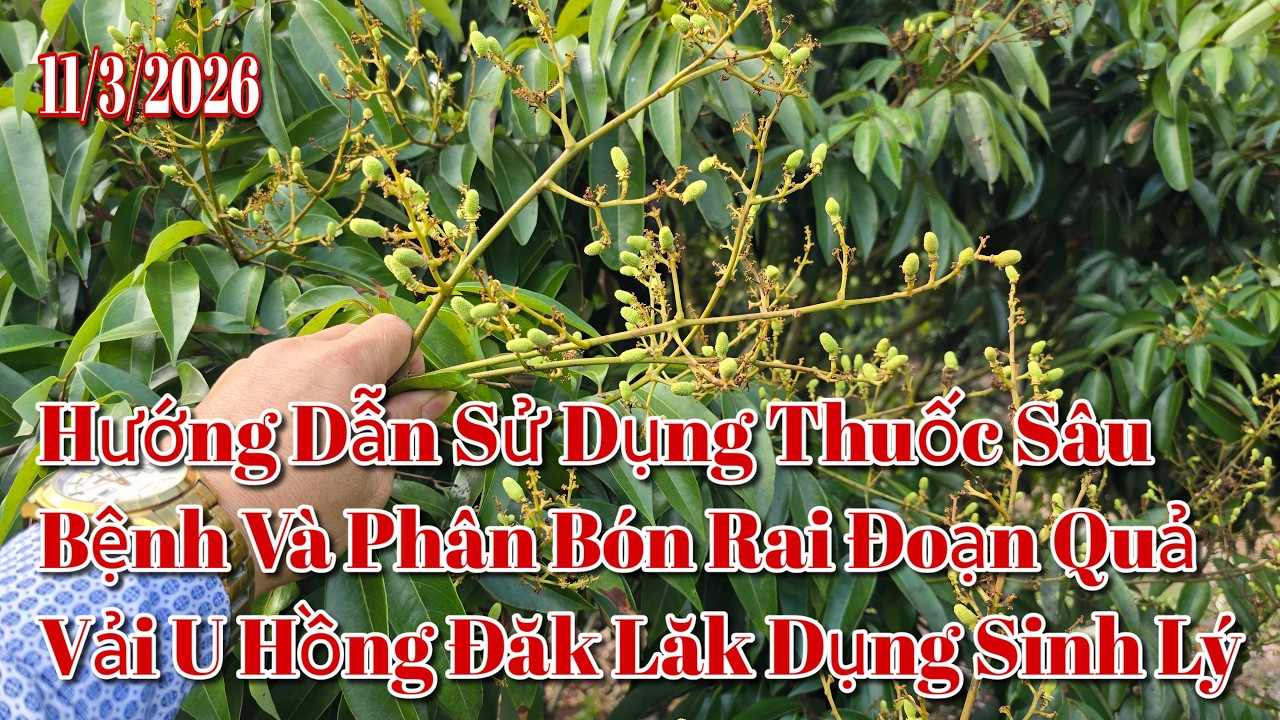 Hướng dẫn thời điểm phun thuốc sâu bệnh và bón phân rai đoạn vải u hồng Đăk Lăk Dụng sinh lý