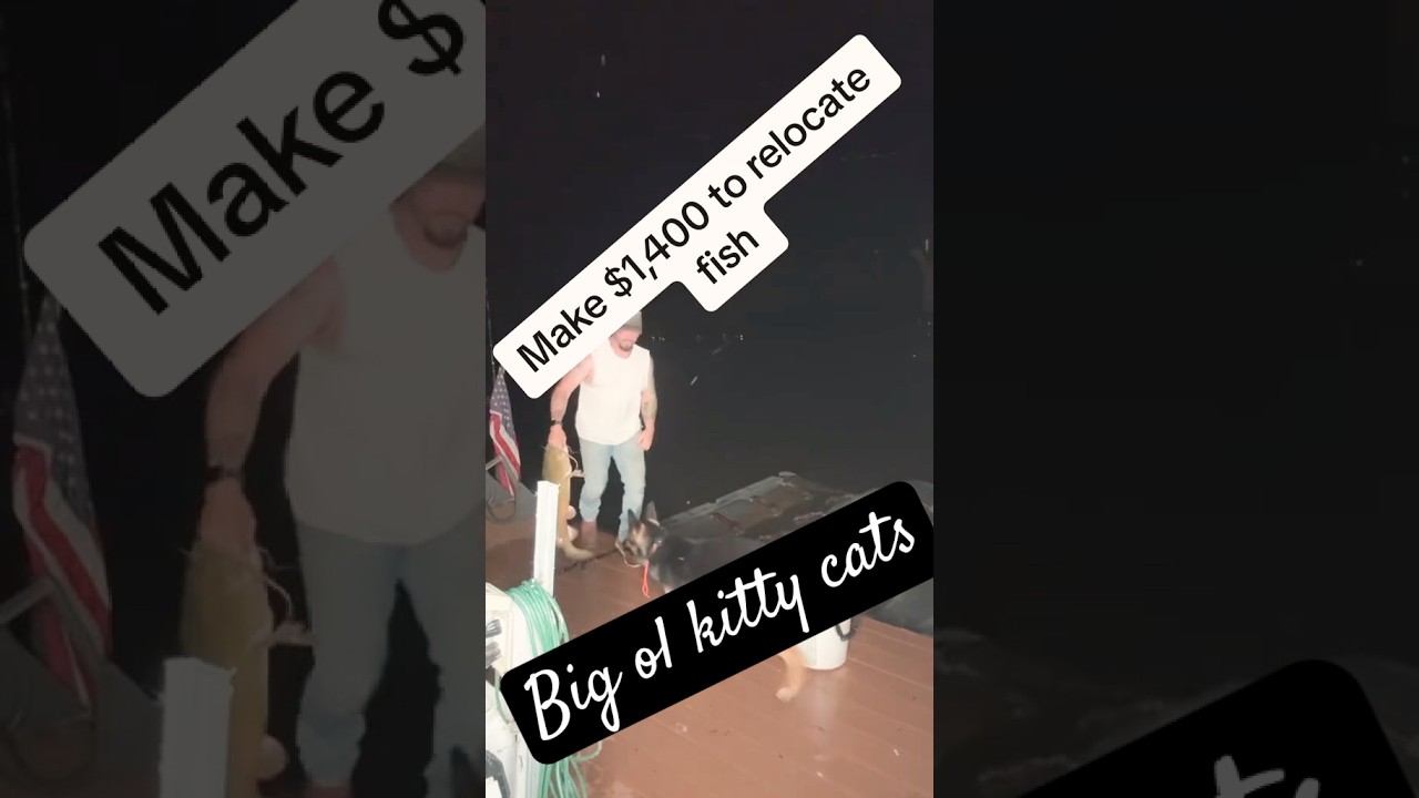 Catching catfish for money #catfish #fishing #lake #money