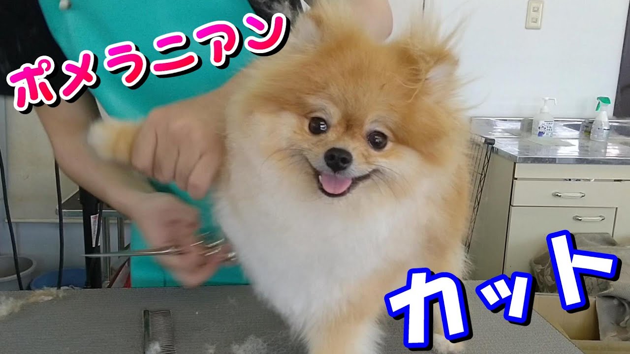 【トリミング】５倍速でわかる！ポメラニアンのトリミング【１９時間目】
