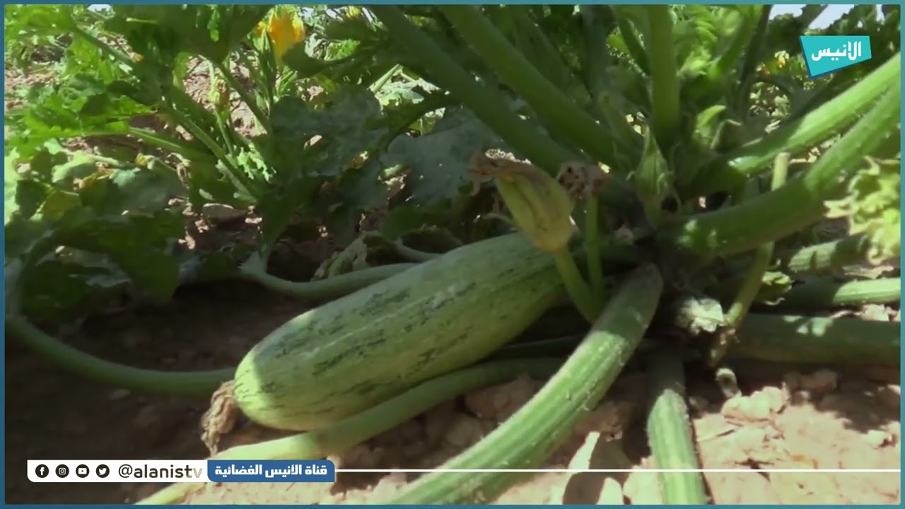 الجلفة: فلاحو منطقة النثيلة ببلدية تعظميت مستاؤون من تأخر إنجاز مشروع الكهرباء الفلاحية