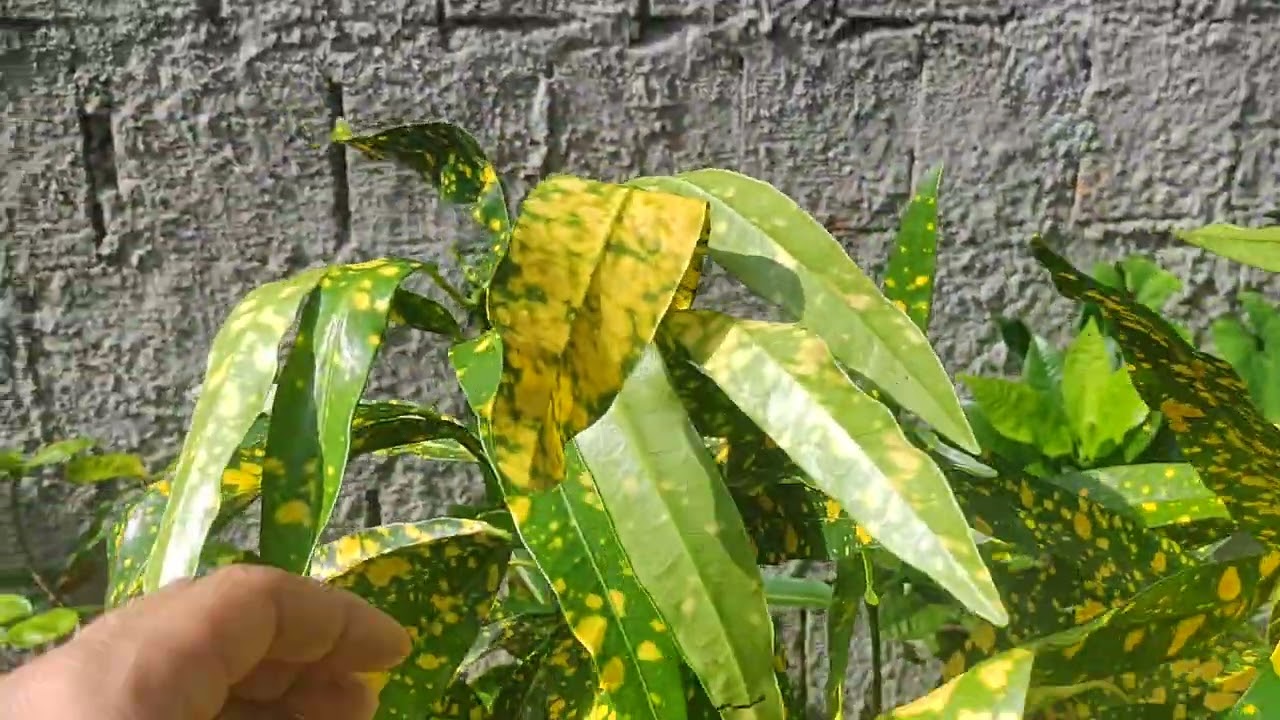 VÍDEO PEDIDO AMIGA TEREZA 🍃🍃🤗