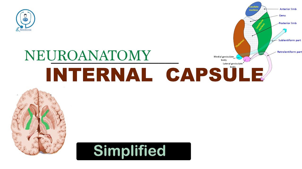 Internal capsule | Neuroanatomy | university exam | NEET PG | MUHS
