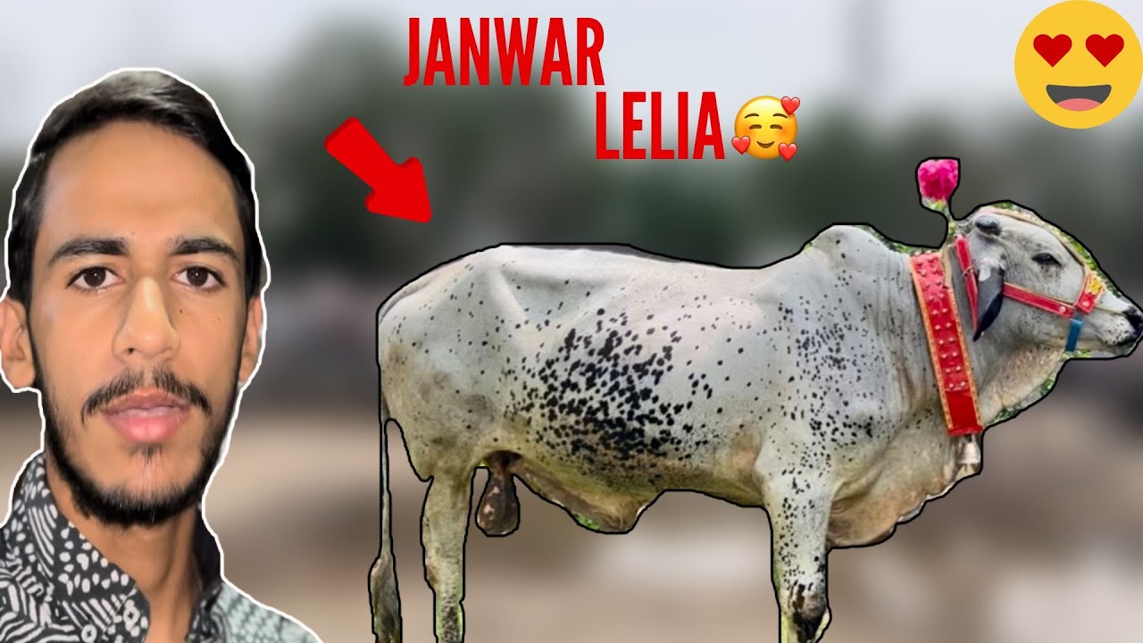 ALHUMDULLILAH QURBANI KA JANWAR LELIA | KITNY ME SODA BANA🤔?