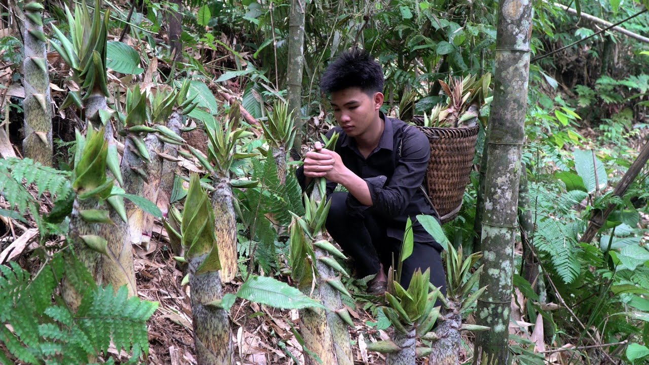 The homeless boy searches for bamboo shoots to sell for money to buy fish to cook - The homeless boy