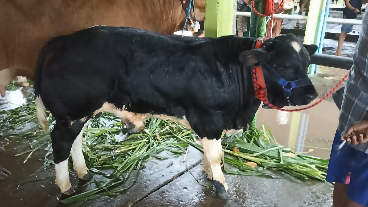 Pedet Belgian Blue Termahal tahun ini |  Penawaran terakhir 100 juta belum dikasih