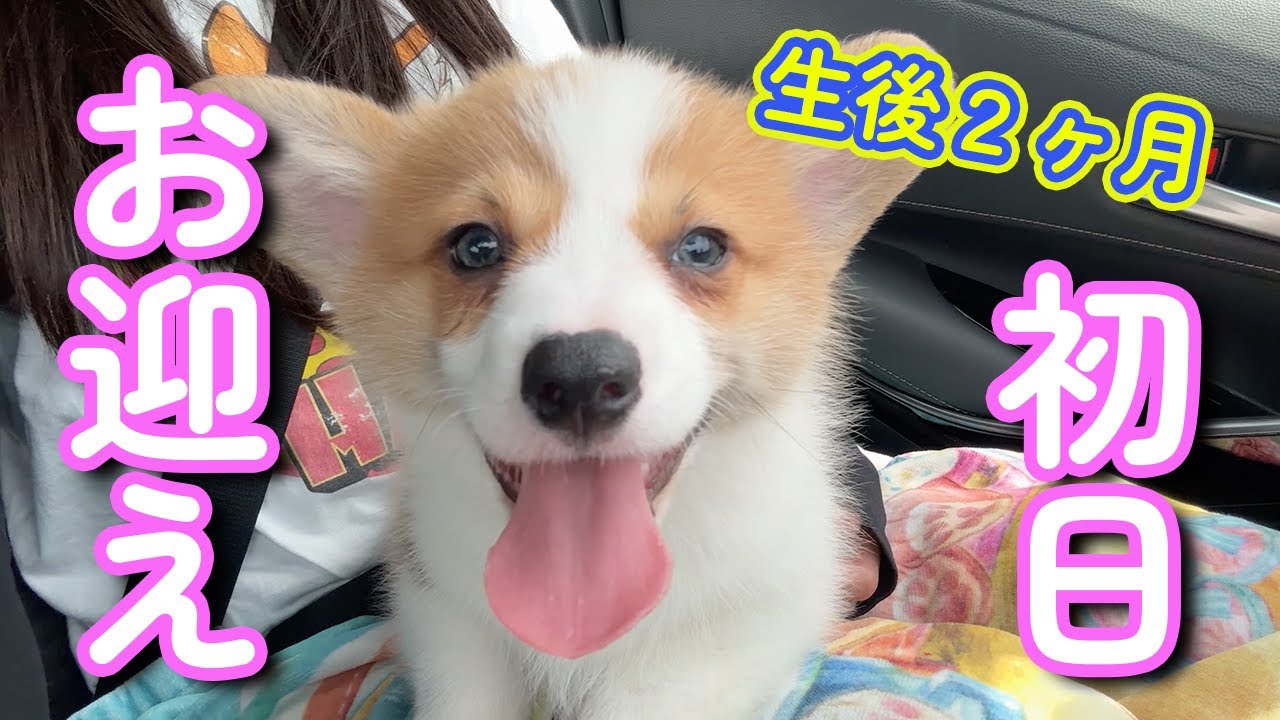 【生後2ヶ月】子犬のコーギーをお迎えしました！