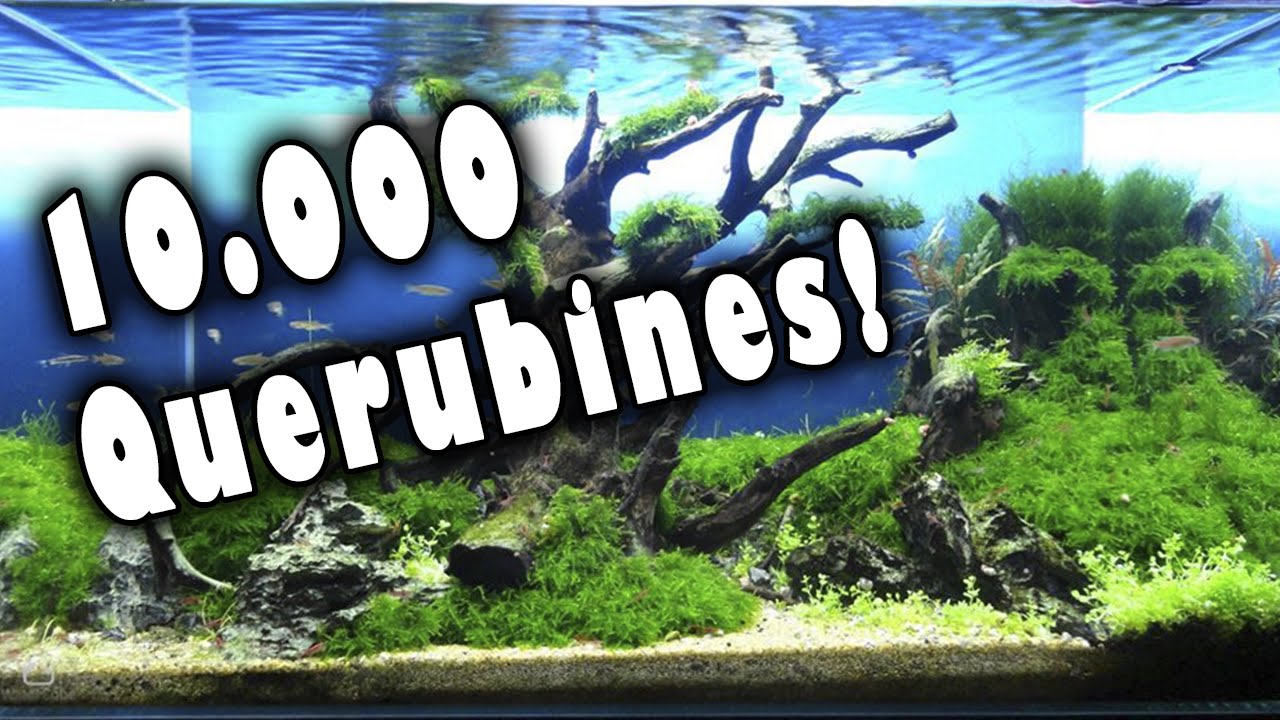 10.000 Acuarios de Querubines Especial yieep!