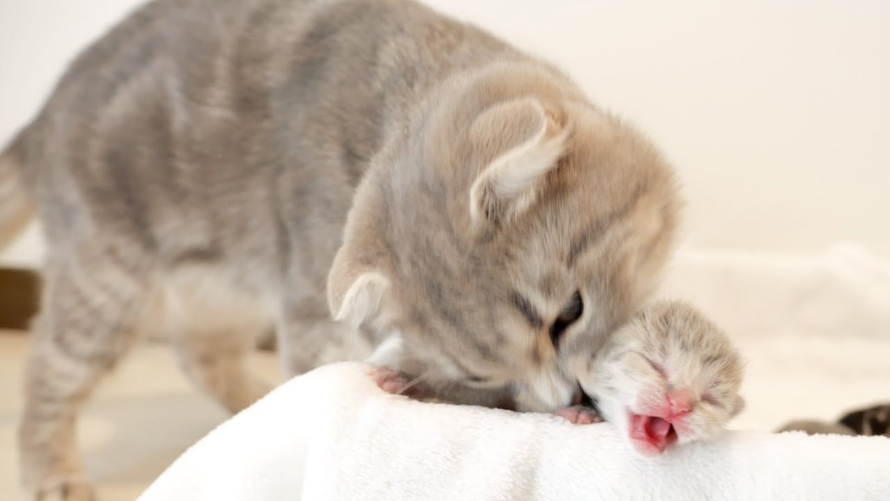 A mother cat can't take her eyes off her mischievous kitten.