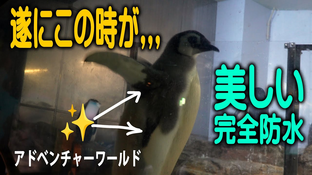 【変化】18kg超のエンペラー赤ちゃんに変化！？背中の換羽が進み、自由散歩とプールデビューが目前に迫ってきたか