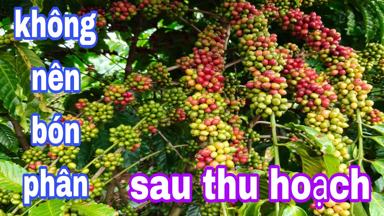 Tuyệt đối nên biết, quyết định năng xuất một vụ mùa,cách làm hoa cà phê 