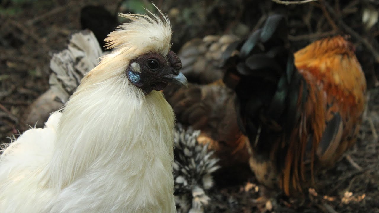 Organic Poultry Food for Free - Creating Leaf Mould. Something for Nothing