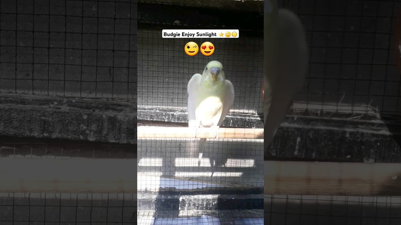Australian parrots breeding tips  | Budgies ko breed kaise karwaye | Budgies breeding formula