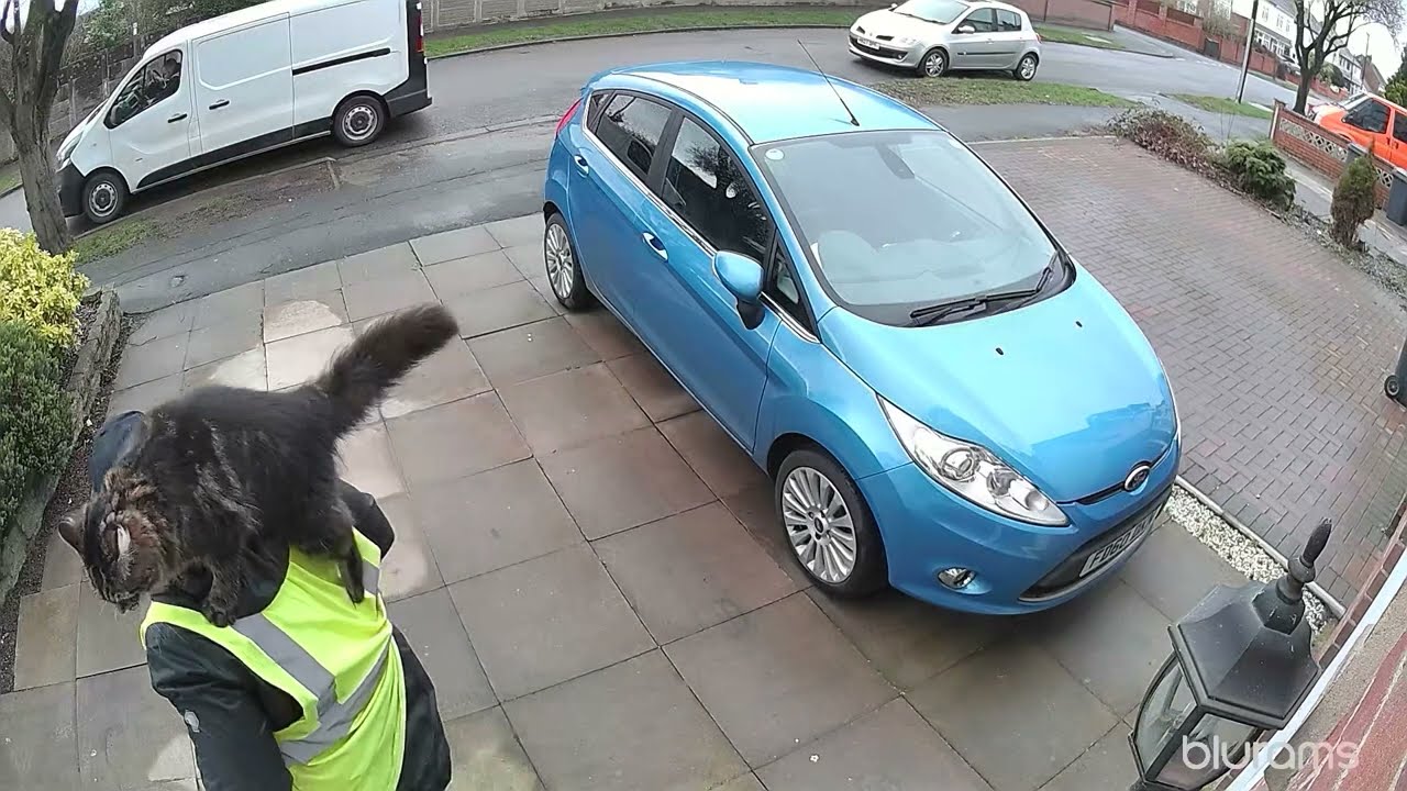 Cat Jumps on Delivery Driver || ViralHog