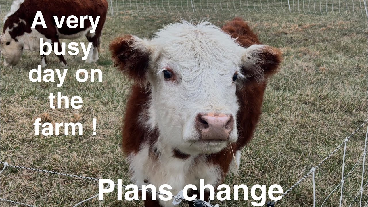 Busy day on the farm, plans change. 