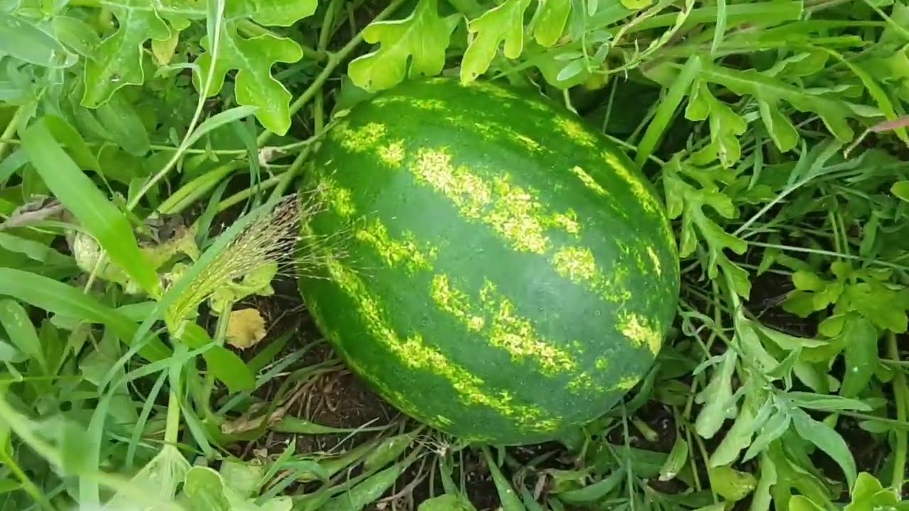 Crimson Sweet Watermelon