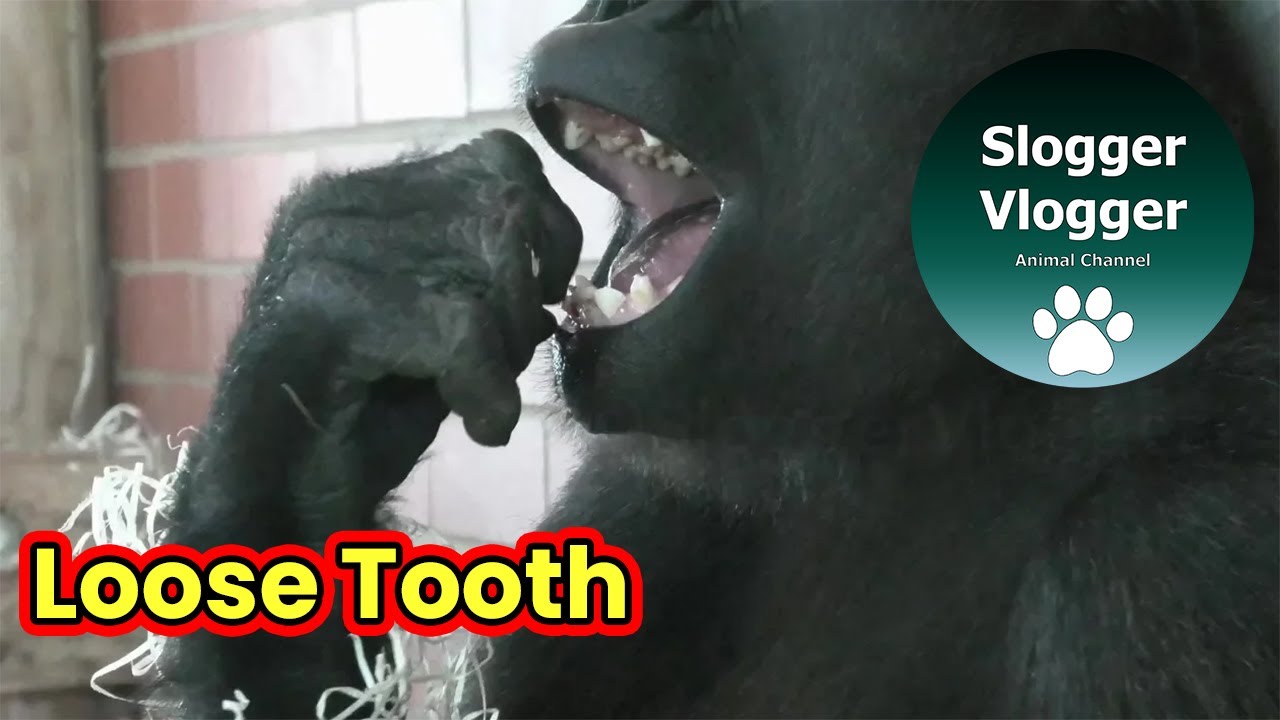 Tooth Fairy Due For Gorilla Youngster Lope As He Has A Loose Tooth