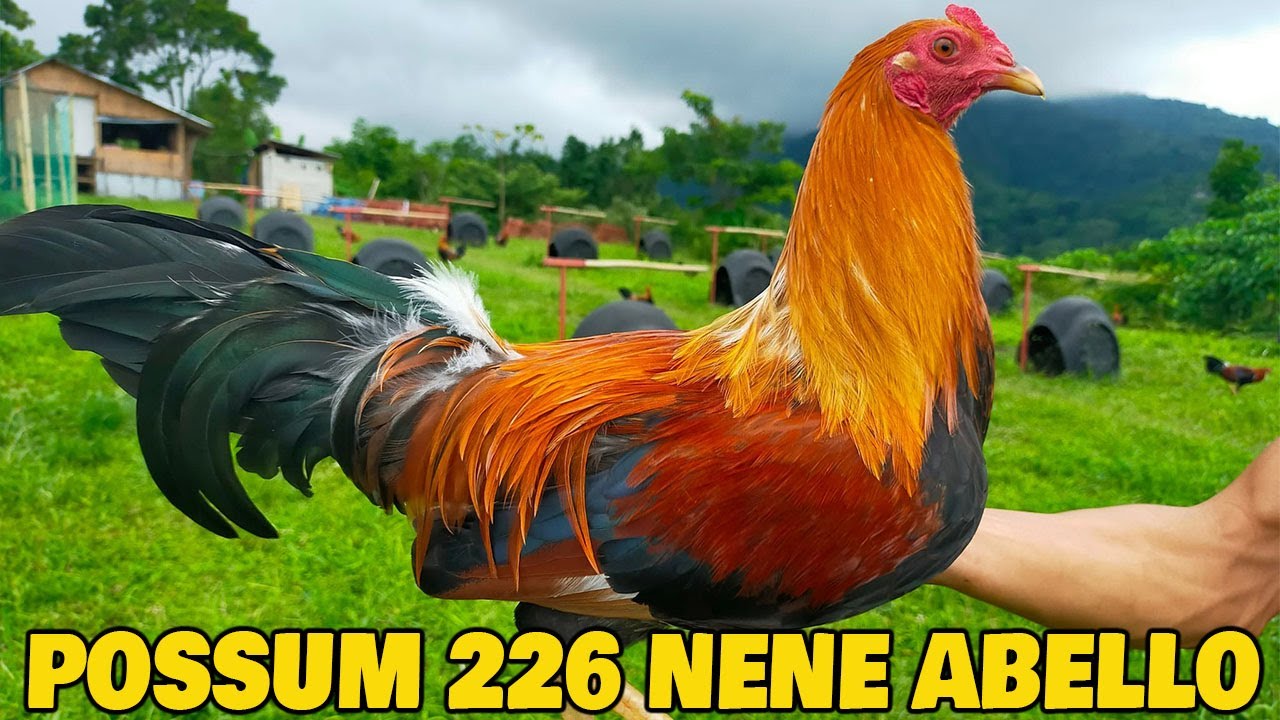 Nene Abello Possum 226 Sweater Bloodlines - Double-R Farm Rodel Pangandian