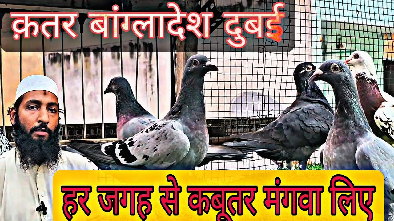 Top Racer Pigeons at Mirza Loft Delhi | दुनिया मे हर जगह से कबूतर मंगवा लिए ।