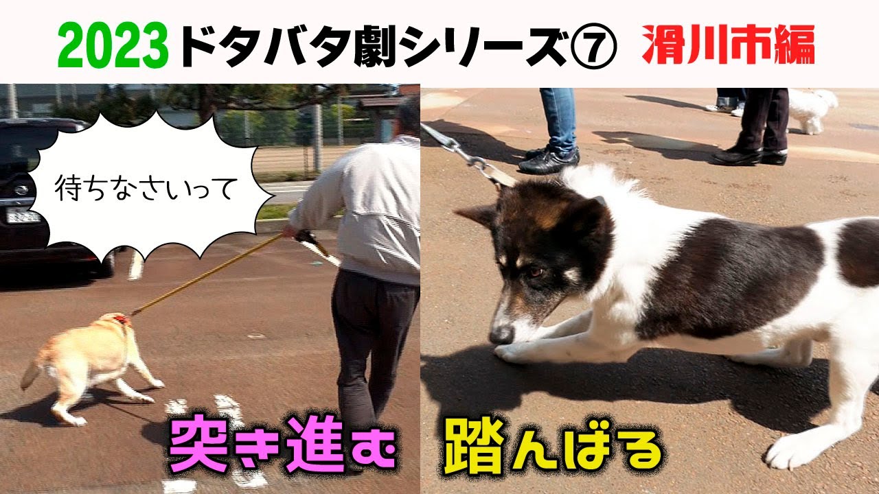 2023狂犬病予防注射会場のドタバタ劇⑦ 滑川市編