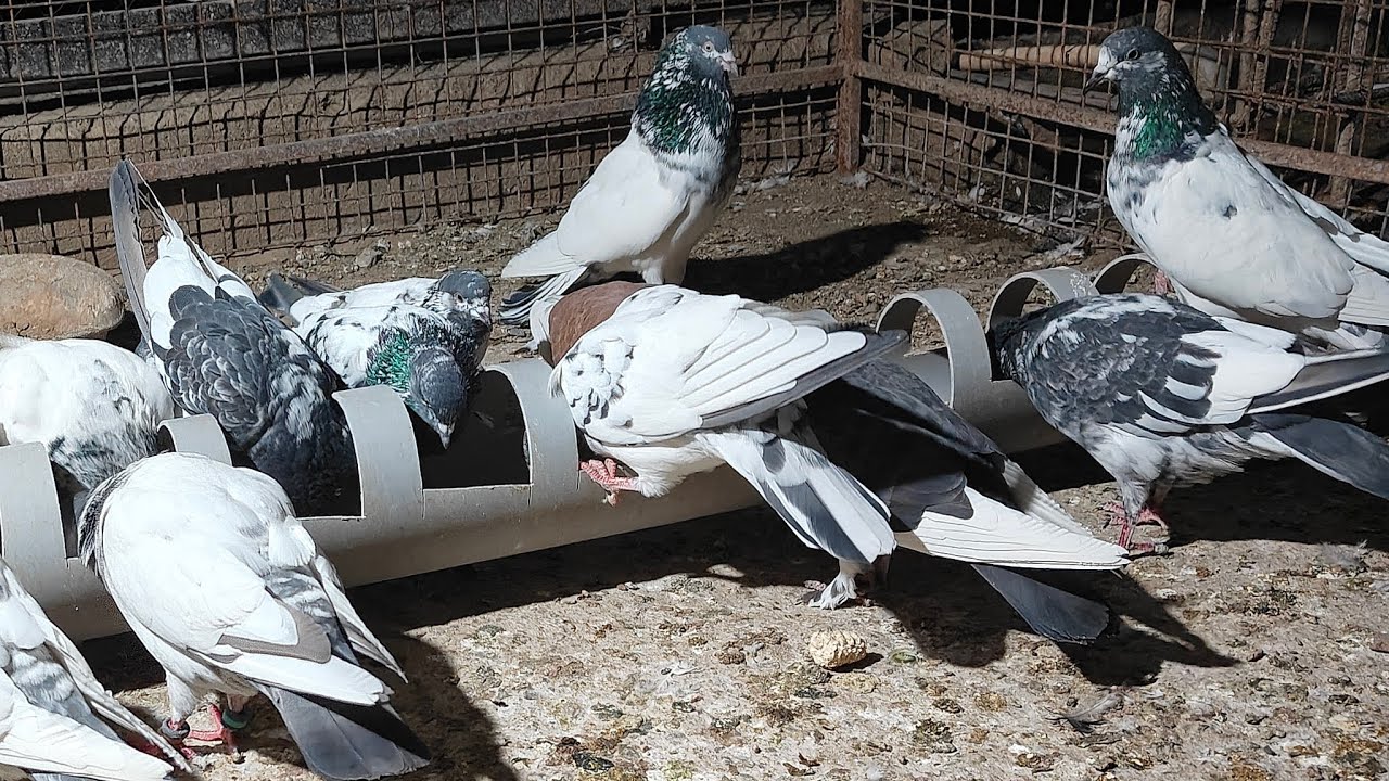 Pigeons Loft Live is live 🏠🐥 #kabootar #night #livestreaming